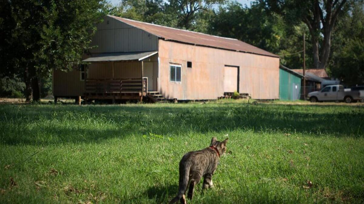 
Ragnar the cat patrols the grounds at Camp Pollock in Sacramento on Thursday, July 30, 2015. There is a program through the county that gives free barn cats (feral cats that have been vaccinated and spayed/neutered) to people to maintain the rodent population at their businesses or homes.
