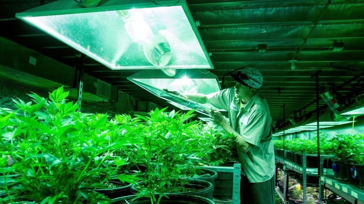 Sean Norton cleans the covers on grow lights in the marijuana vegetative room at Medicine Man in Denver. Norton says he’s a utility employee and helps out wherever he can at the dispensary and grow operation. Sacramento may soon license commercial marijuana growing operations.