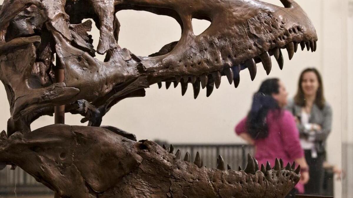 FILE - In this April 15, 2014 file photo, a cast of a Tyrannosaurus rex discovered in Montana greets visitors as they enter the Smithsonian Museum of Natural History in Washington.