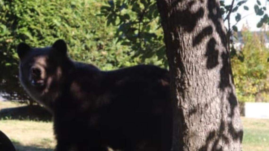 Conservation officers are searching for answers in the illegal killing of a grizzly bear in Canada. The bear had been shot dead and dragged into a river to get rid of its body.