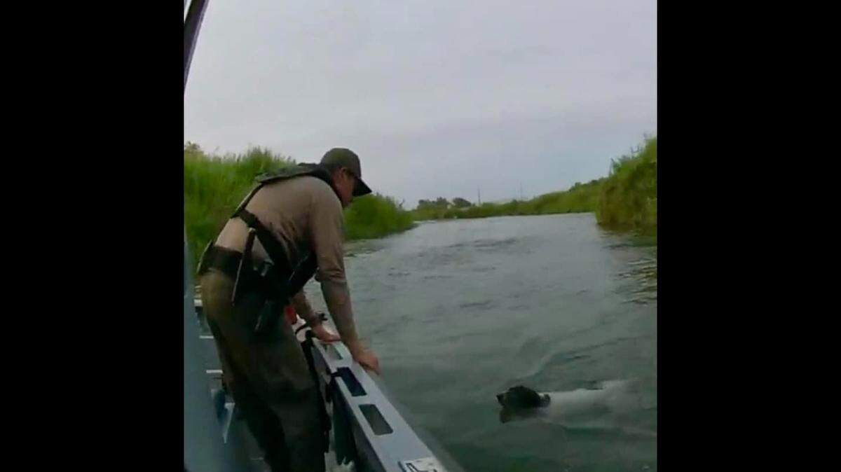 Agents pulled Stella on their boat, the agency said.