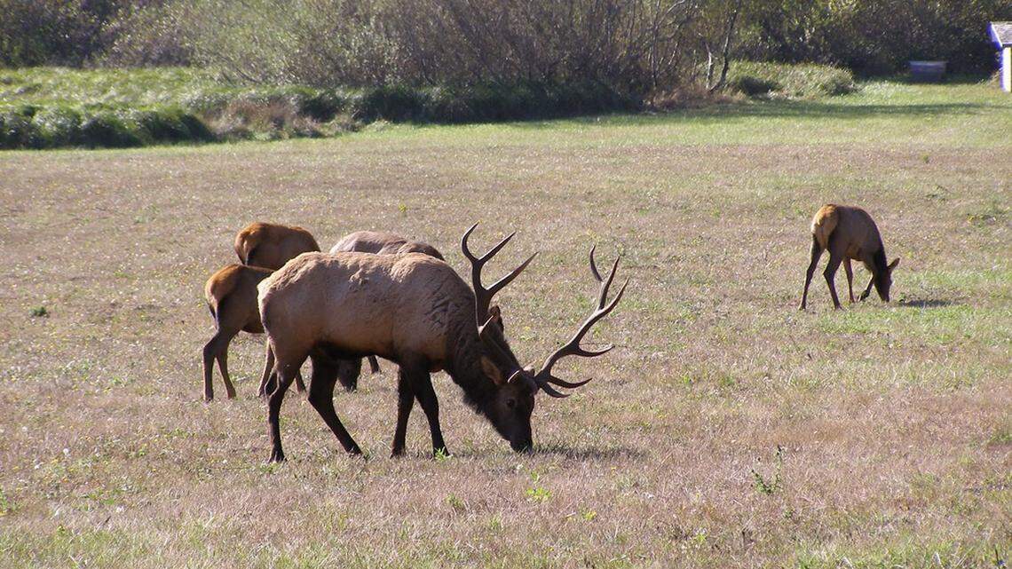 Elk (not the ones pictured) were illegally killed within Redwood National and State Parks.