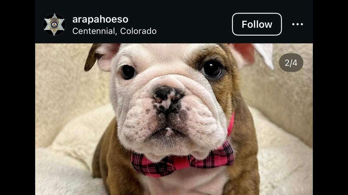 Two puppies were stolen from a Colorado pet store, deputies said.