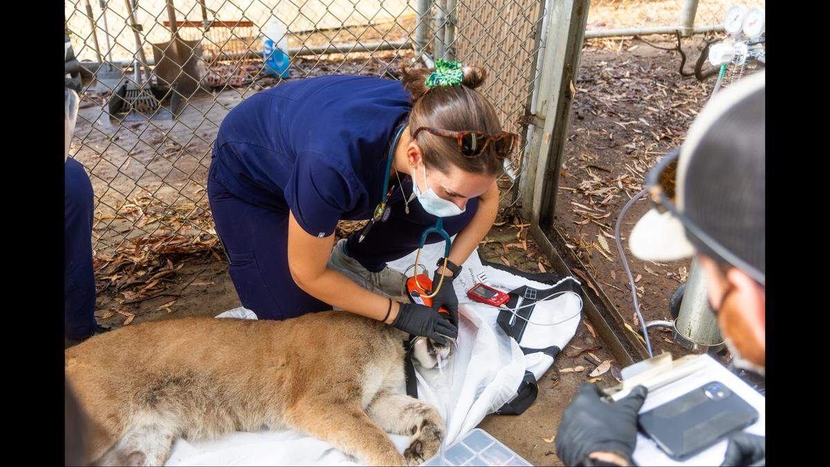 A nonprofit said its efforts gave the two cougars “a second chance.”