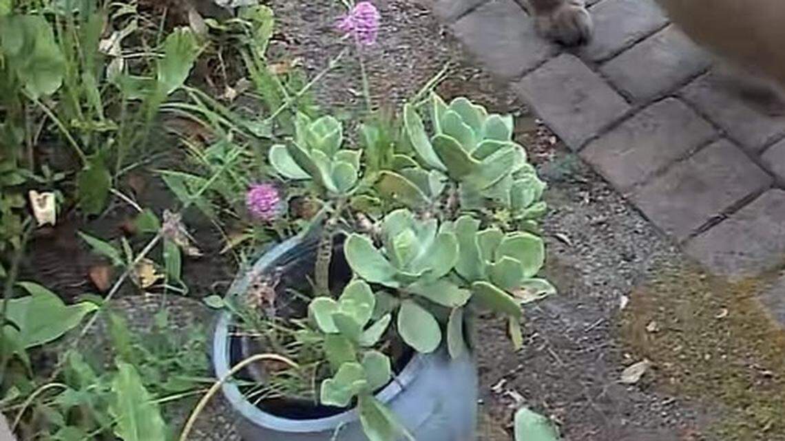 An elusive apex predator was spotted strolling on a path through a home’s garden in California, video shows.