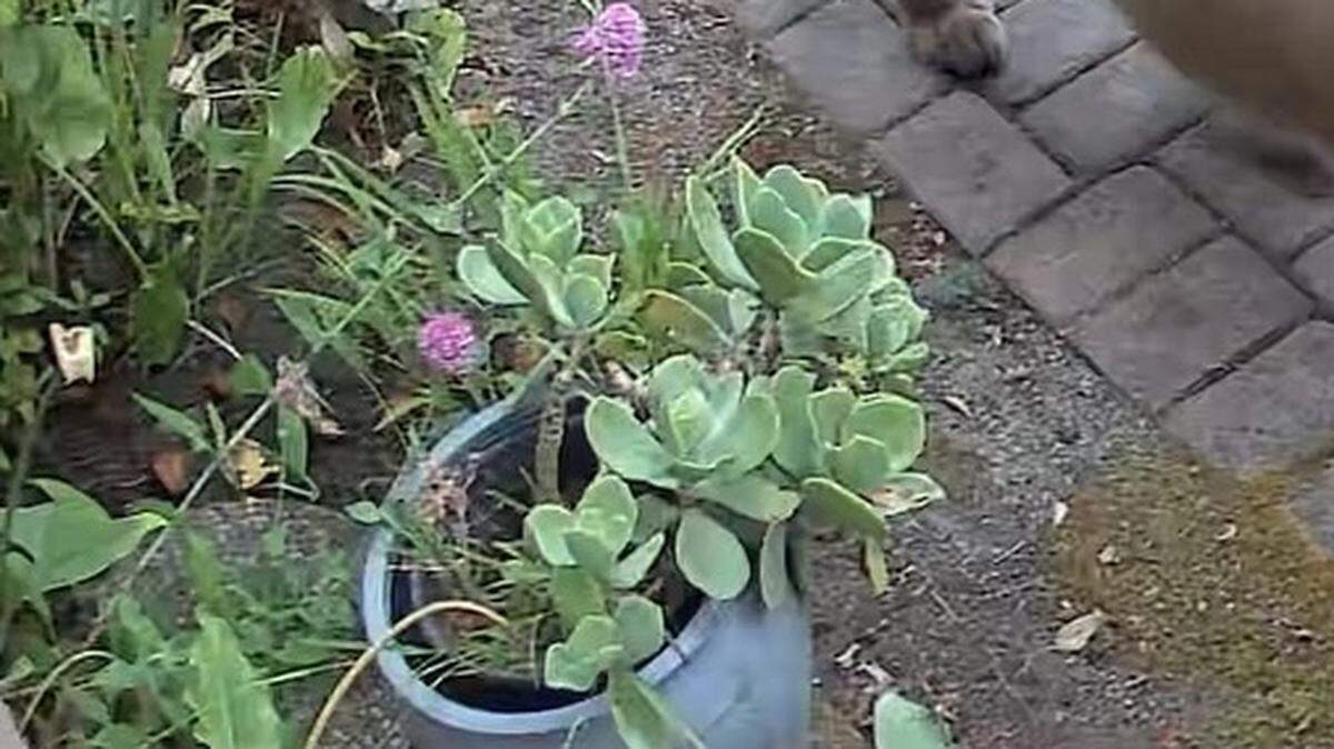 An elusive apex predator was spotted strolling on a path through a home’s garden in California, video shows.