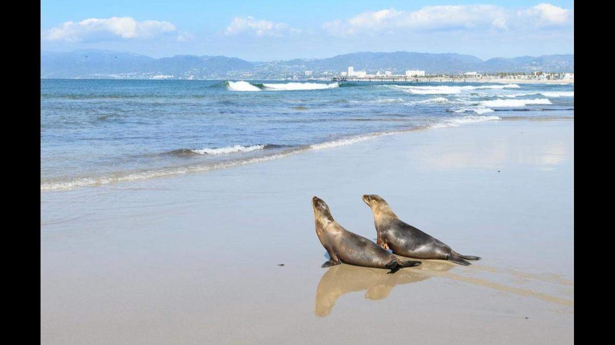 Four sea lions were released back to the ocean after spending about two months under the care of a California marine center.