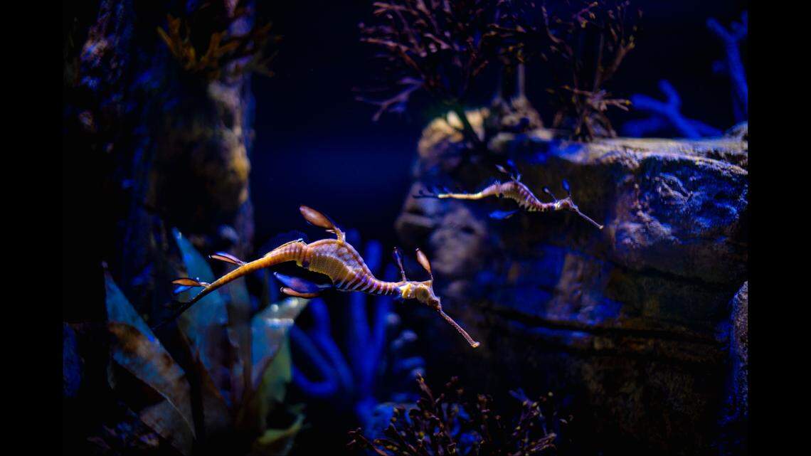 Five year-old seadragons are “swimming into the spotlight” after spending a year behind the scenes at a California aquarium.
