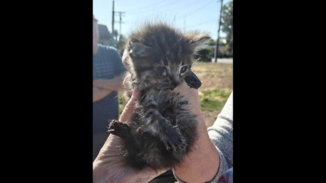 A kitten was rescued after getting trapped in a space below a California street, rescuers said.