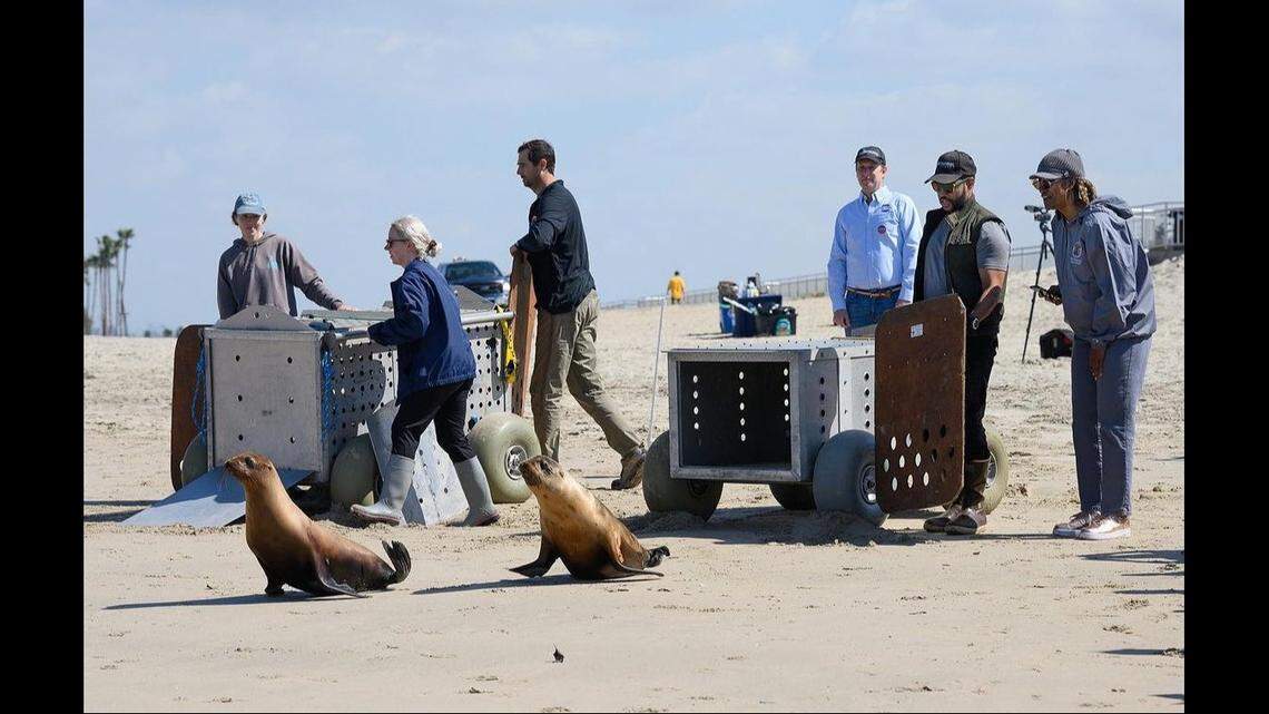 Four sea lions were released back to the ocean after spending about two months under the care of a California marine center.