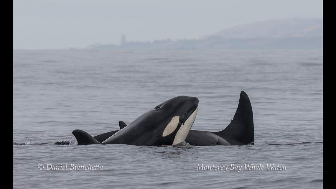 Buzz and Louise in the bay.