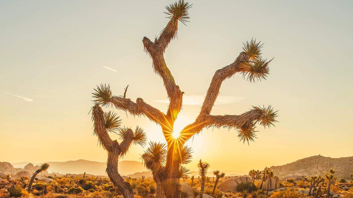 A rare dusting of snow turned Joshua Tree National Park’s dry desert landscape into a “frosty wonderland” — but only for an hour or so.