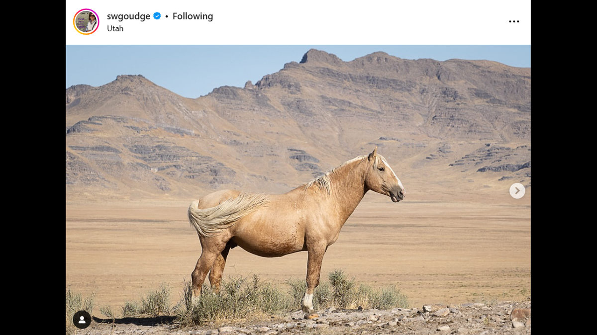 Wild horse advocates are mourning the loss of a legendary one-eared stallion known as Van Gogh, who lived on Utah’s Onaqui range for two decades.