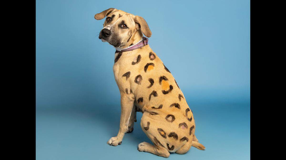 Rainbow Brite, and her nine puppies, are up for adoption, Arizona Humane Society said.