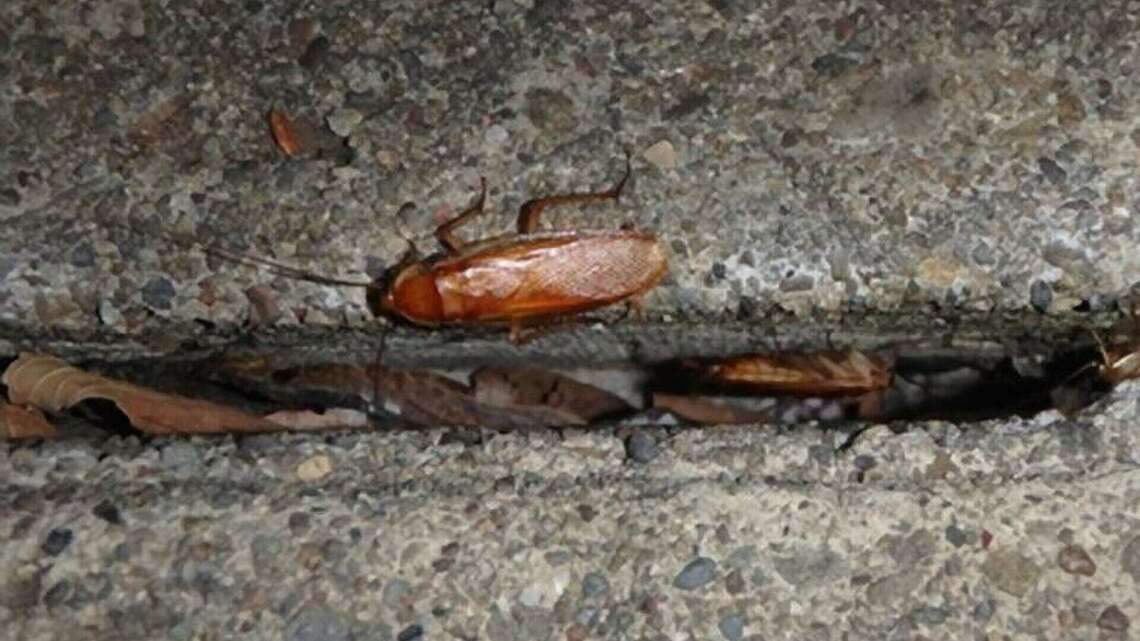 ‘Exotic’ pest taking over habitats in California. What are Turkestan cockroaches?