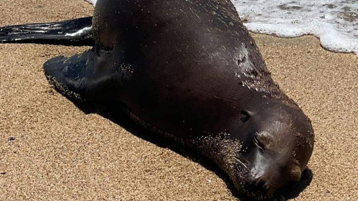 A 2-year-old sea lion died after being found shot in the back on an Orange County beach in August, federal officials say. They’re offering a $20,000 reward to find the shooter.