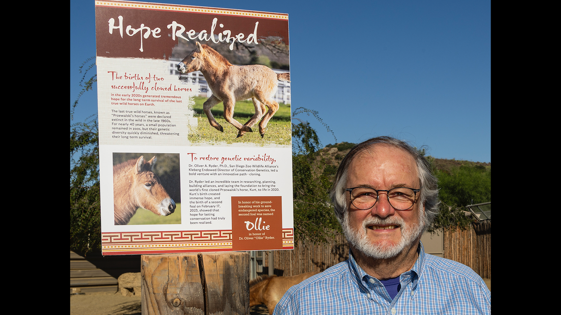 Ollie is named in honor of Oliver “Ollie” Ryder, Ph.D., one of the visionary scientists who made the clone’s historic birth—and many other groundbreaking conservation efforts—possible.