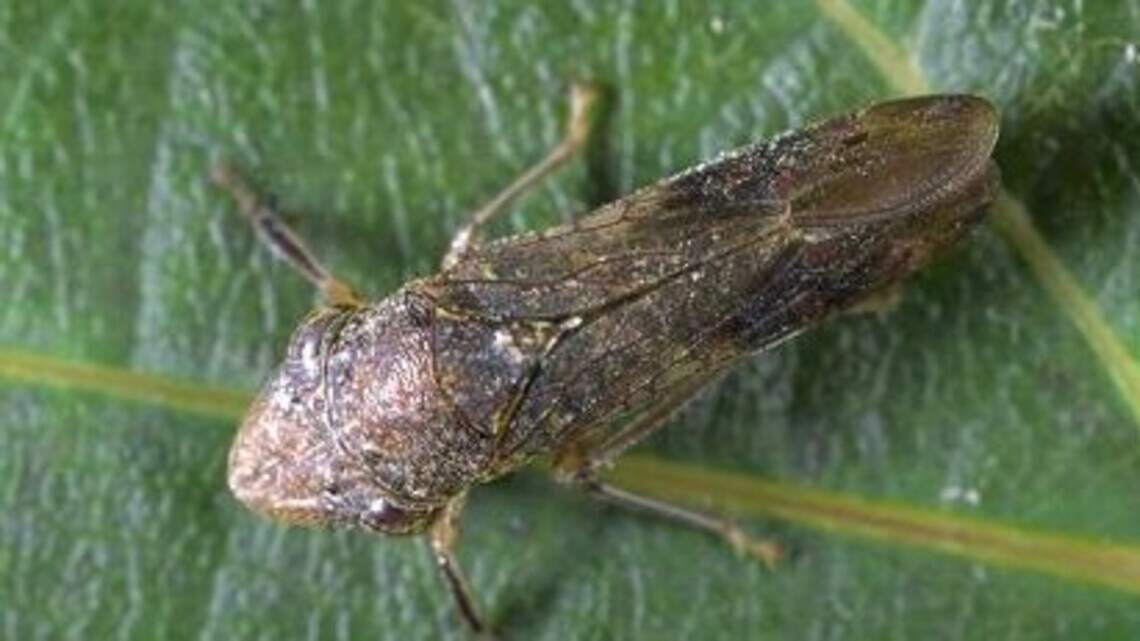 USDA denies $32M request for California glassy-winged sharpshooter battle