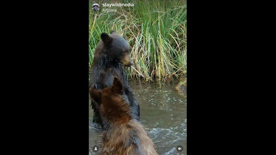 A wildlife photographer captured two bears play-fighting on a trail camera in Arizona.