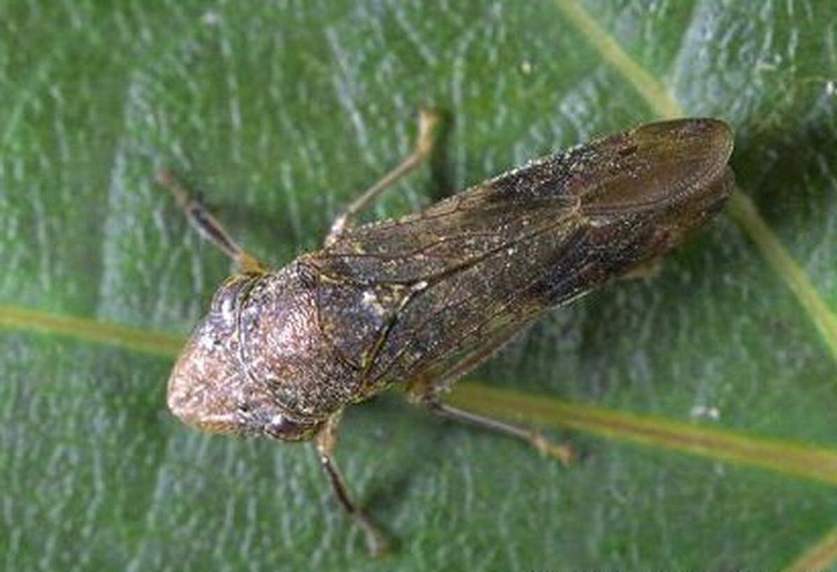 Invasive glassy-winged sharpshooters spread a harmful bacteria which causes a disease that will eventually kill grapevines, according to the USDA.