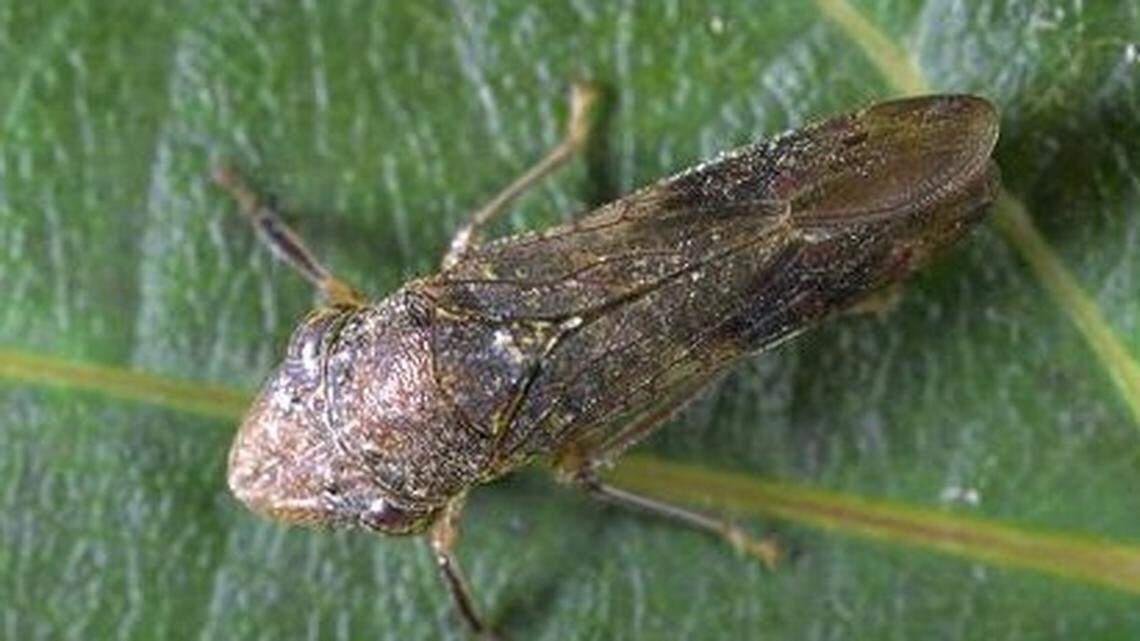 Hunt expands for invasive insects on plants sold across Northern California