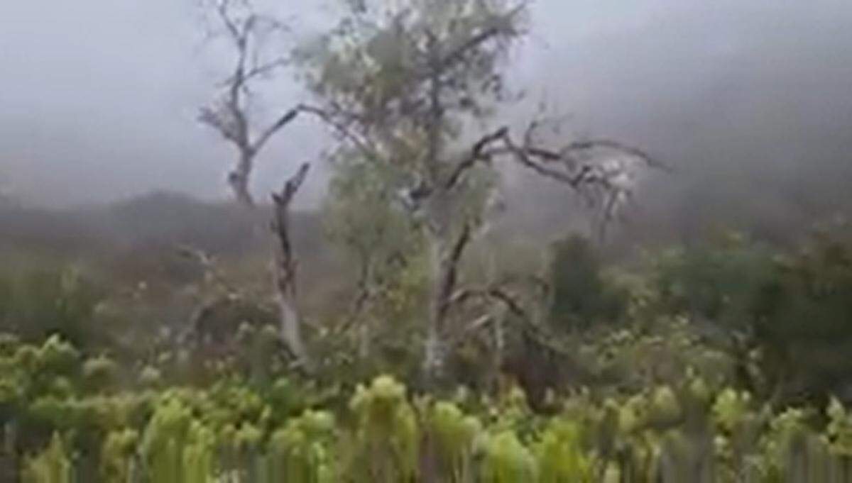 A hiker witnessed an extraordinary moment between two wild animals when a coyote chased a bobcat up a tall tree in California, video shows.