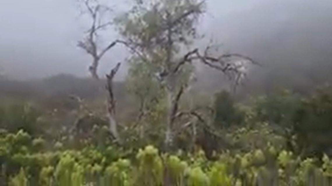 A hiker witnessed an extraordinary moment between two wild animals when a coyote chased a bobcat up a tall tree in California, video shows.