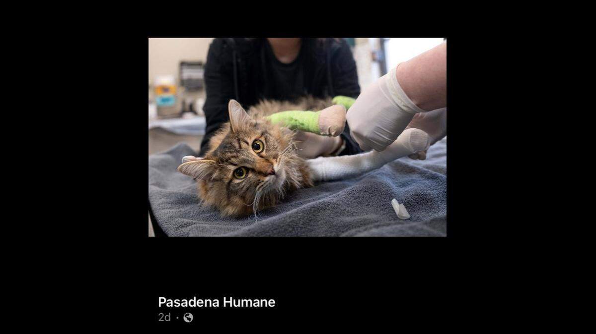 A cat named Luigi miraculously survived a wildfire in California and was found “patiently waiting” for his family to rescue him in the burnt rubble of their home.