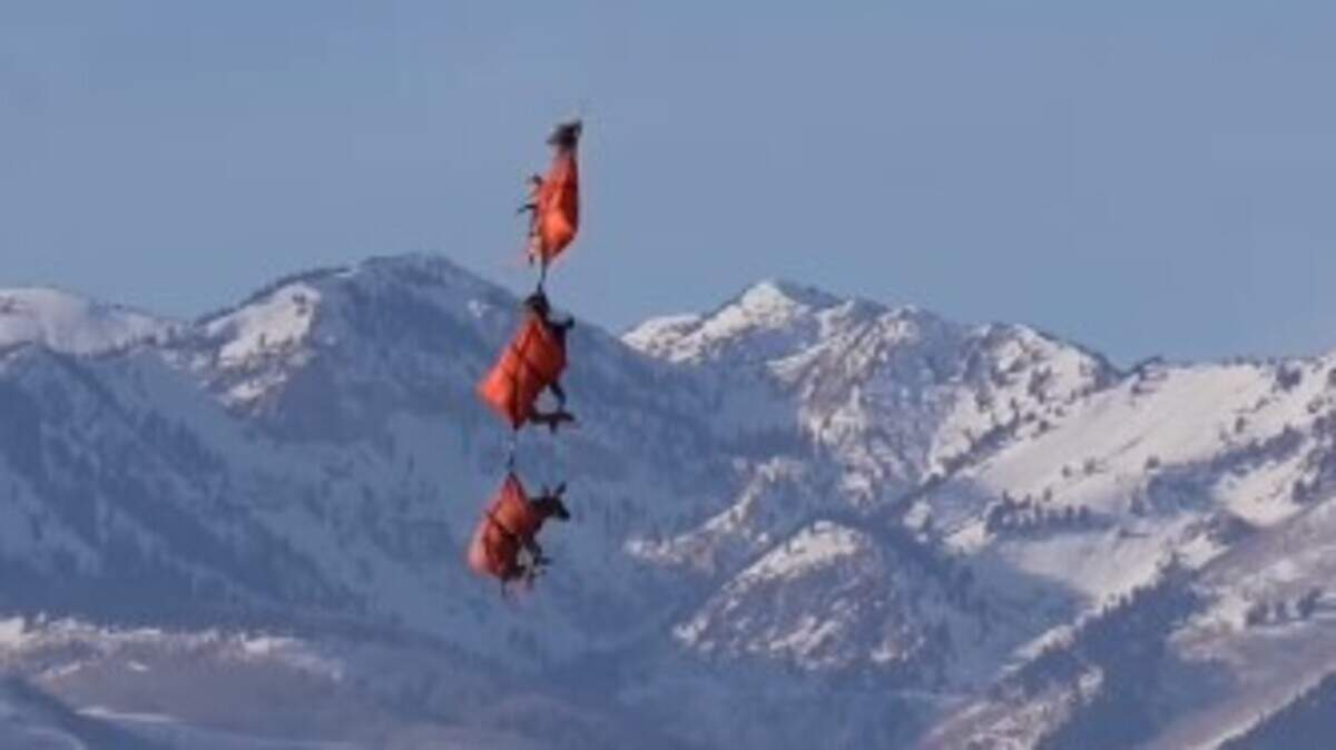 A video posted by the Utah Division of Wildlife Resources shows three deer being carried through the air by helicopter just before Christmas.