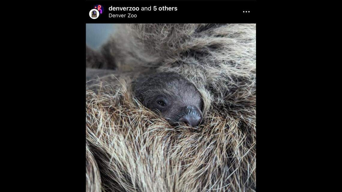 A sloth pup was born at a Colorado zoo, officials said.