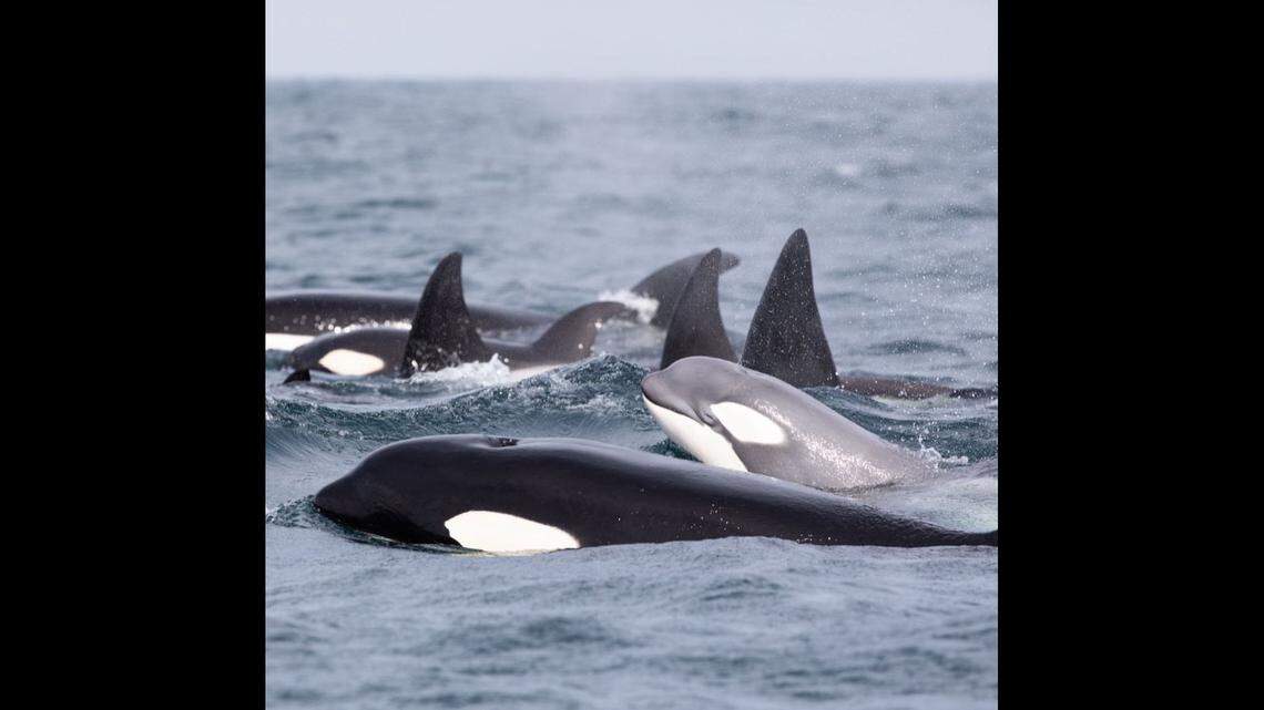 Frosty pictured in September 2019 off the Orange County coast.