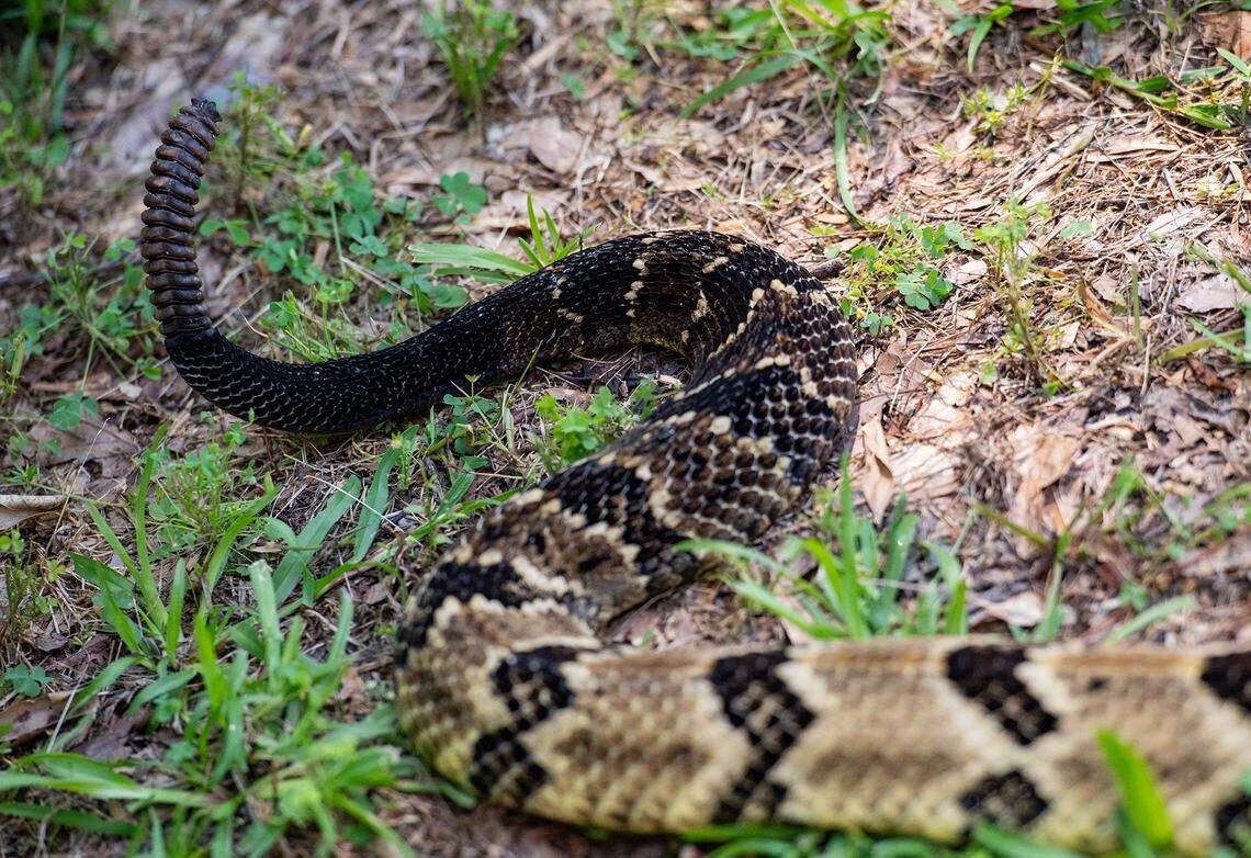The timber rattlesnake, seen on Wednesday, May 15, 2024, gets a new segment on its rattle each time it sheds its skin, though they sometimes break off.
