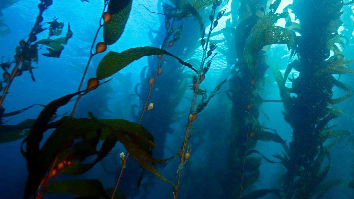 A curious sea creature stalked a group of divers through the giant kelp forests off Channel Islands National Park in California.