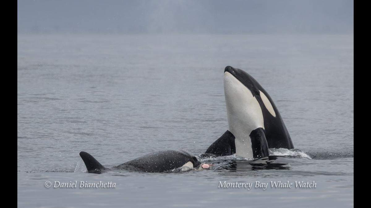 Two orcas sharing a sea lion carcass.
