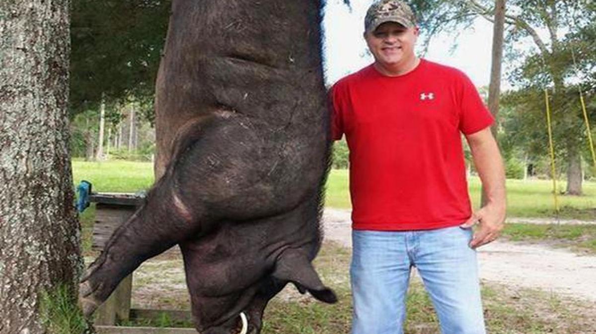 Wade Seago stands next to a dead hog in Samson, Ala. Seago shot and killed the 820-pound animal with his .38-caliber handgun and plans to mount the head and shoulders.
