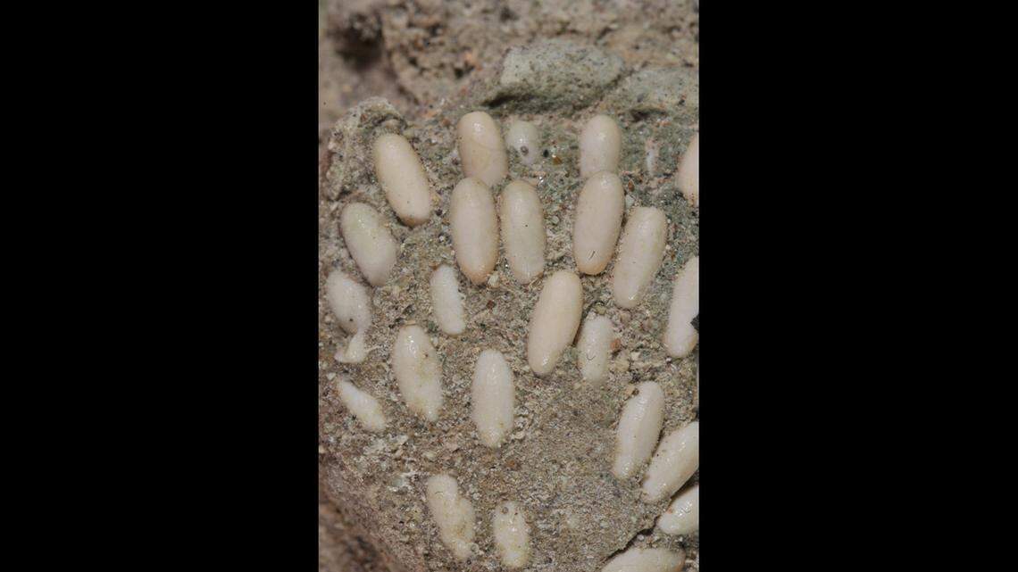 Fossilized eggs found at the John Day Fossil Beds National Monument in Oregon have been identified as grasshopper eggs, experts say.