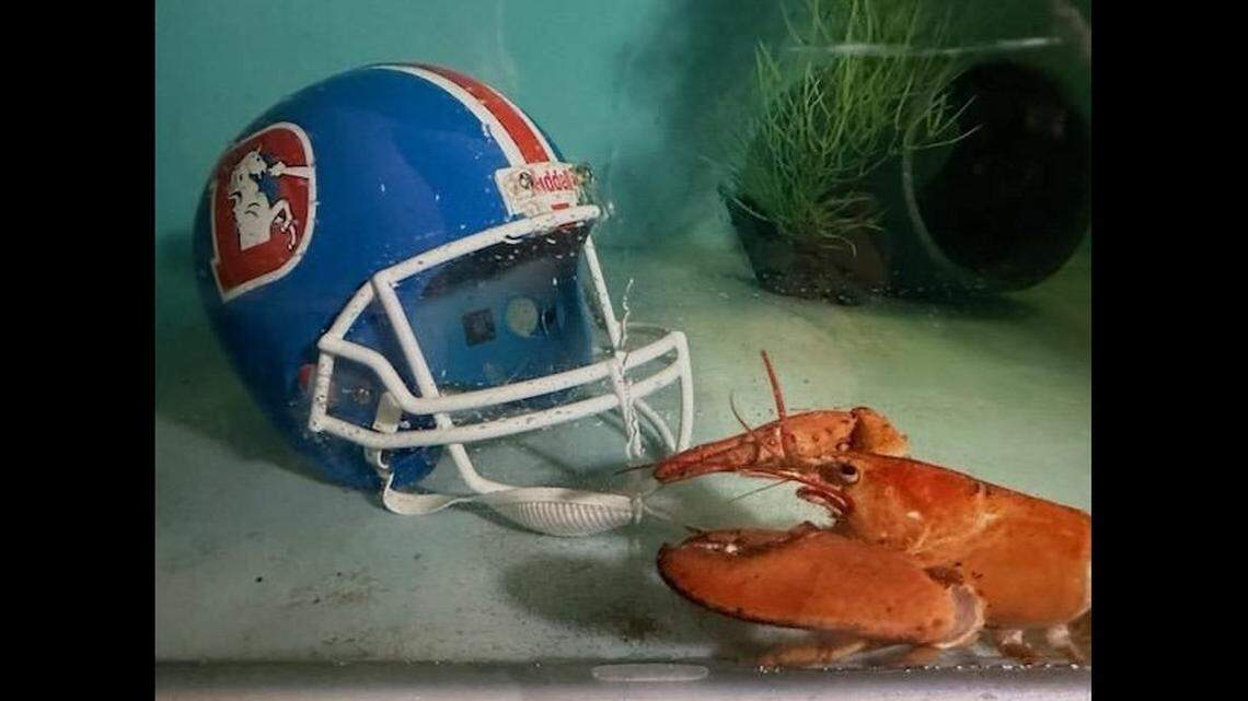 “Restaurant staff named him ‘Crush,’ after the Denver Bronco’s legendary Orange Crush defense,” the aquarium said.