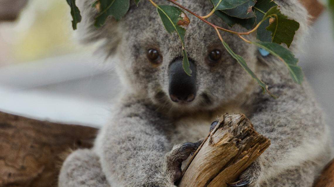 Koalas are threatened by diseases with ‘devastating effects.’ San Diego Zoo has a plan