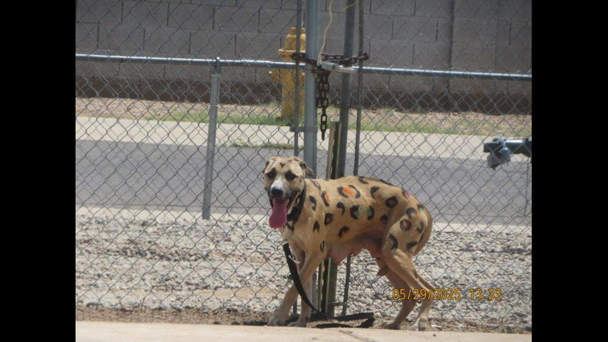 When she was found, “Rainbow was covered in leopard patterned dye,” the nonprofit said.