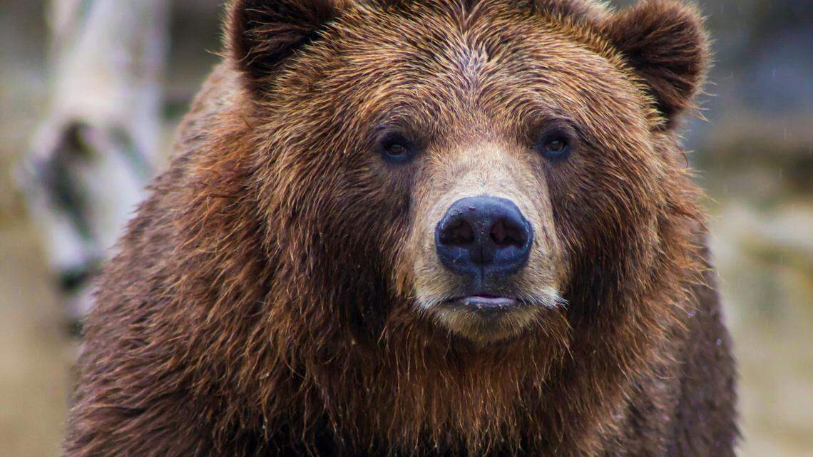 A grizzly bear (not the one pictured) was illegally shot and killed in Montana, federal officials said.
