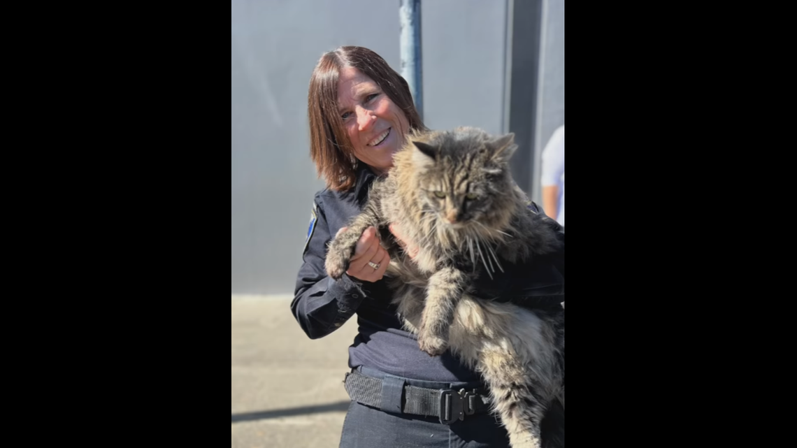 The cat is “expected to make a full recovery,” Livermore police said.