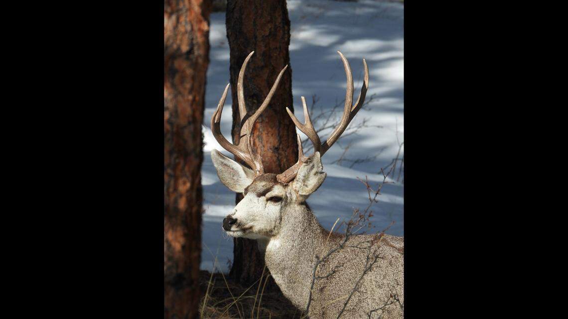A young male mule deer (not the one pictured) attacked a woman on a basketball court in an Aspen park, injuring her arms, Colorado wildlife officials say.