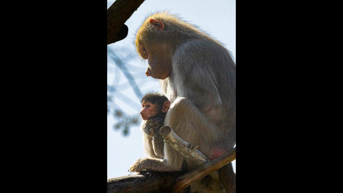The baby has been named Defari, meaning “strong” in Amharic, an official language of Ethiopia
