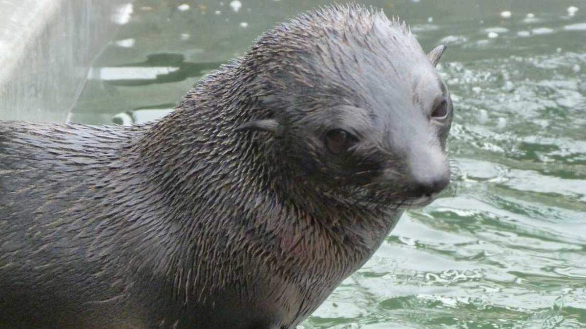 A Guadalupe fur seal was spotted in the wild years after she was rehabilitated and released from a marine hospital in 2017, officials said.