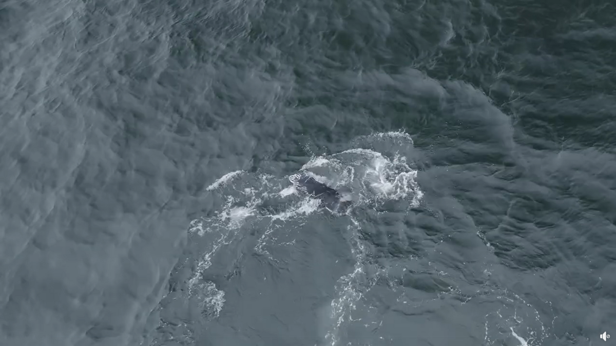 A young sea creature was spotted swimming off the California coast after surviving an orca attack, “epic” video shows.