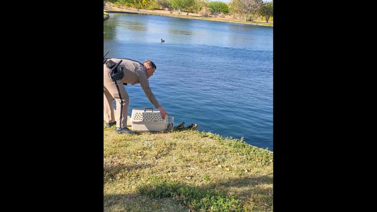 Troopers relocated 10 ducks to a pond in Arizona.
