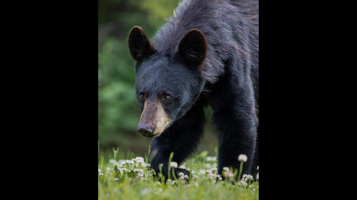 A bear “not the one pictured” attacked a dog walker, Colorado officials said.