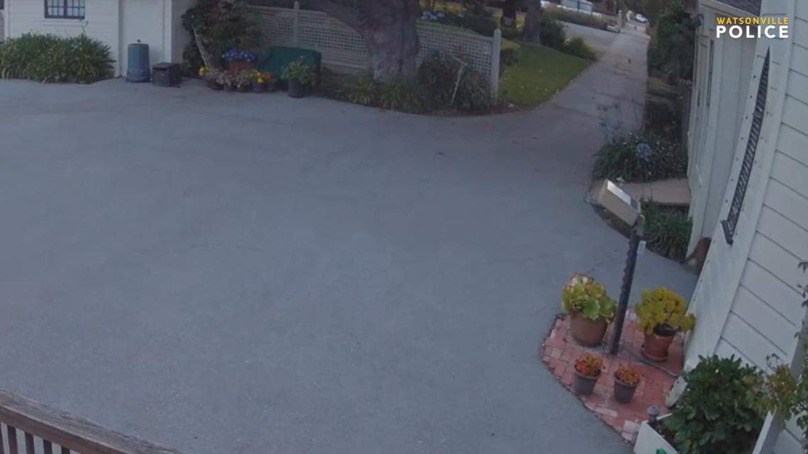 An elusive apex predator was recorded casually strolling among homes in a California neighborhood, video shows.