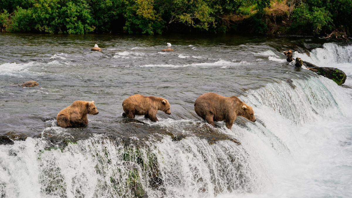 A brown bear attacked a 72-year-old man after he got between her and her cub on a Kenai Peninsula trail, Alaska troopers say.