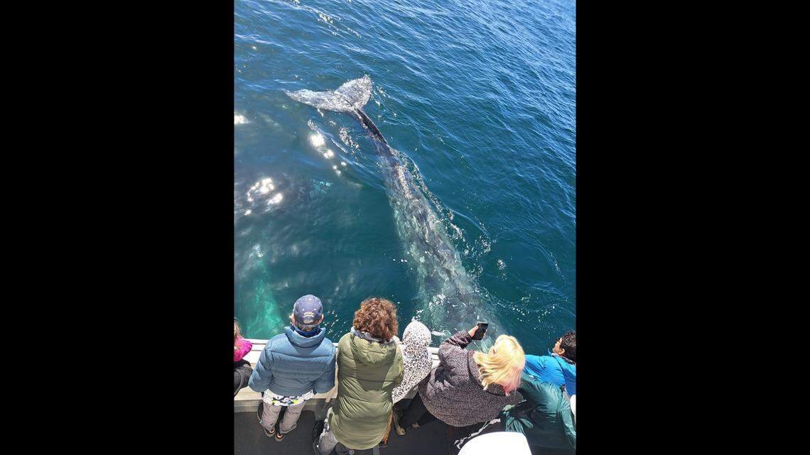 Two gray whales linger by a boat shuttling passengers to Santa Rosa Island on March 17, 2024.